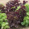 perilla-seeds-4
