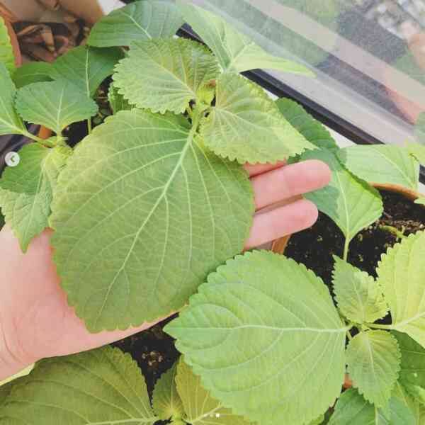 perilla-seeds-6 perilla-seeds-6