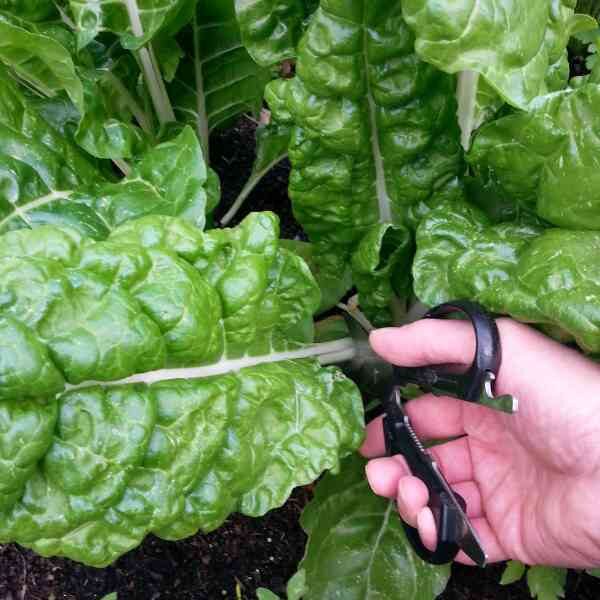 silverbeet-fordhook-giant-seeds-3 silverbeet-fordhook-giant-seeds-3