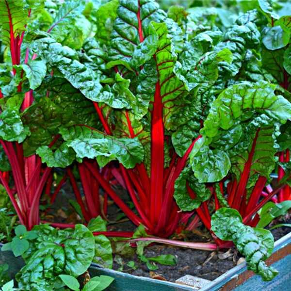 silverbeet-ruby-red-seeds silverbeet-ruby-red-seeds