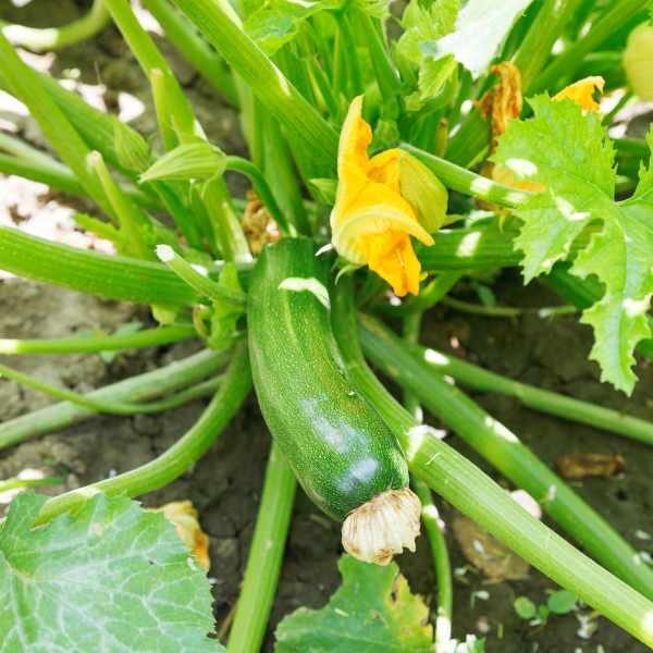 zucchini-lebanese-seeds-1 zucchini-lebanese-seeds-1