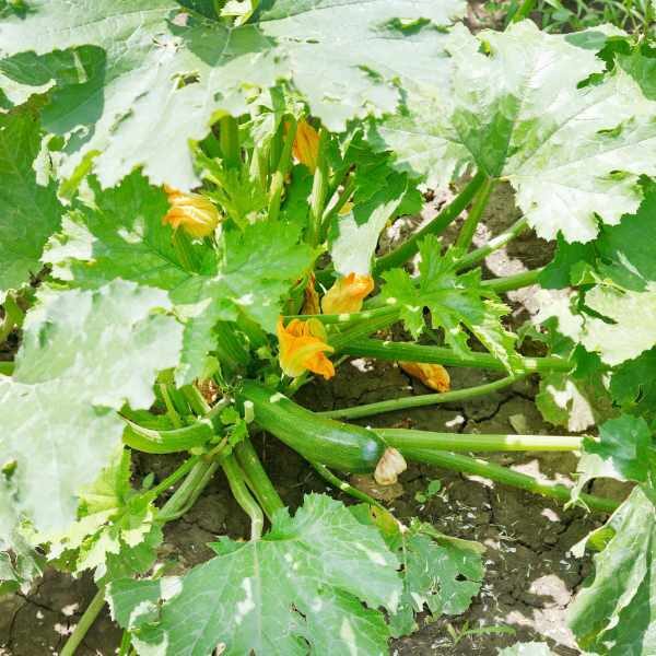 zucchini-lebanese-seeds-2 zucchini-lebanese-seeds-2