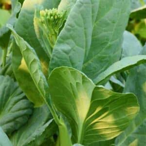Broccoli Kailaan