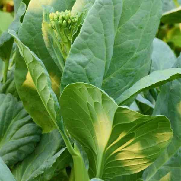 broccoli-kailaan-seeds-1 broccoli-kailaan-seeds-1