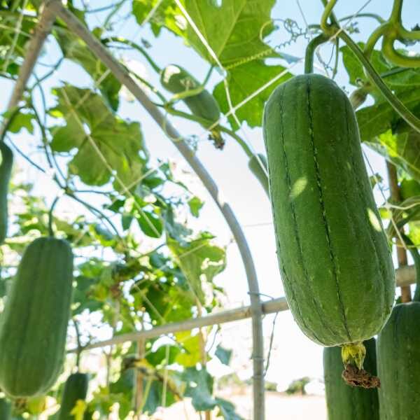 luffa-seeds-1 luffa-seeds-1