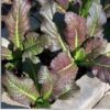 mustard-greens-red-giant-seeds-1