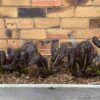 mustard-greens-red-giant-seeds-2