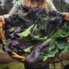 mustard-greens-red-giant-seeds-3