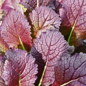 Mustard Greens