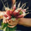 radish-french-breakfast-seeds-1