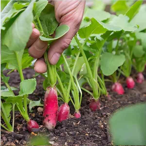 radish-french-breakfast=seeds-4 radish-french-breakfast=seeds-4
