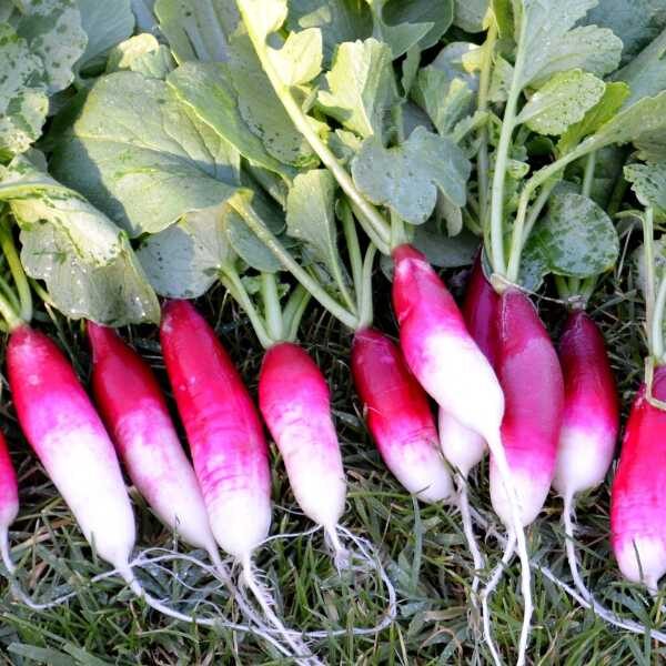 vegetable-radish-french-breakfast-seeds vegetable-radish-french-breakfast-seeds