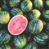 watermelon-crimson-sweet-seeds-1