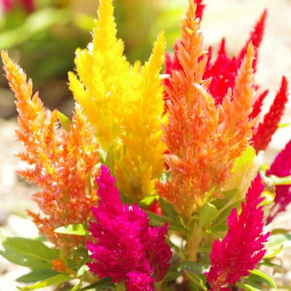 celosia-pampas-plume-seed-2 celosia-pampas-plume-seed-2