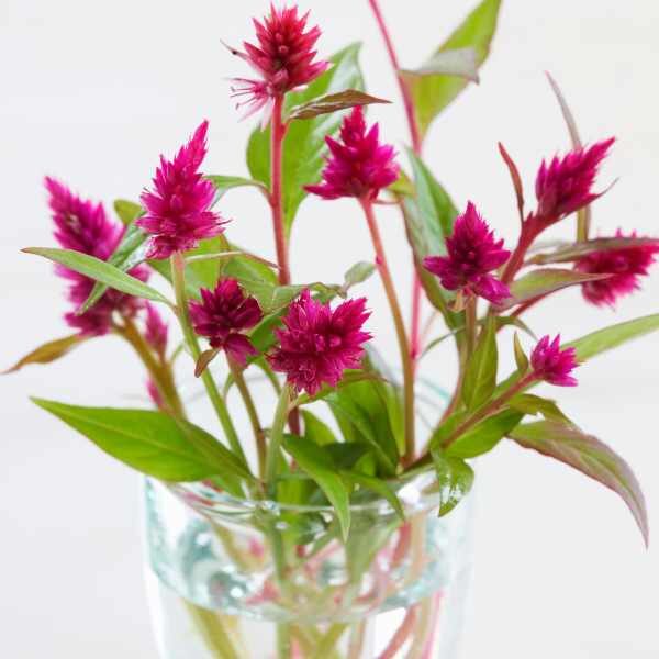 celosia-pampas-plume-seed-3 celosia-pampas-plume-seed-3