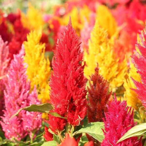 celosia-pampas-plume-seed celosia-pampas-plume-seed