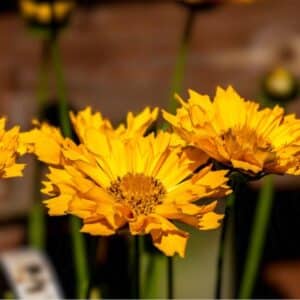 Coreopsis