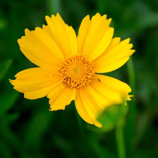 coreopsis-mayfields-giants-seeds coreopsis-mayfields-giants-seeds