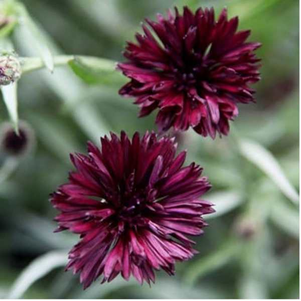 cornflower black ball seeds 3