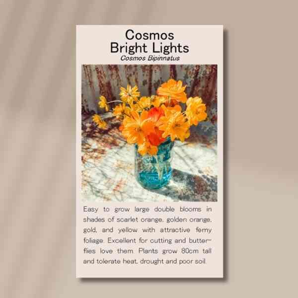 cosmos-bright-lights-front cosmos-bright-lights-front