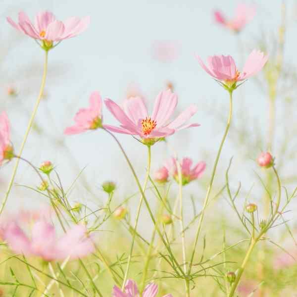 cosmos-sensation-daydream-1 cosmos-sensation-daydream-1