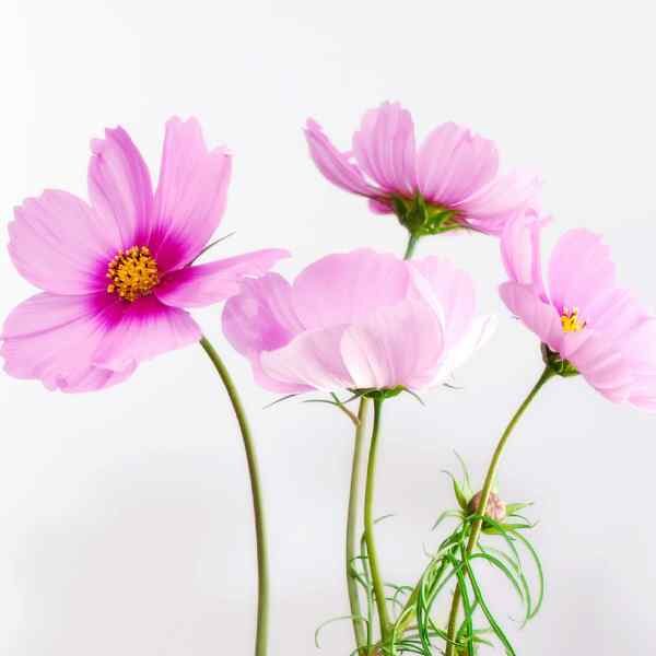 cosmos-sensation-daydream-4 cosmos-sensation-daydream-4
