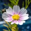 cosmos-sensation-daydream-seed