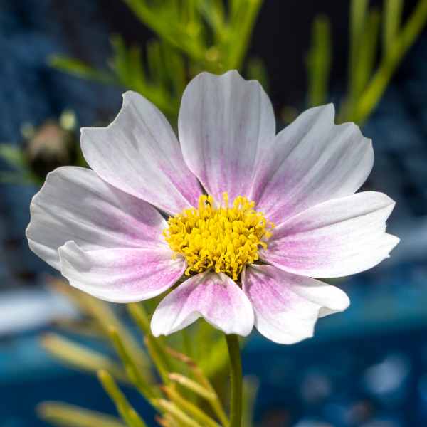 cosmos sensation daydream seed
