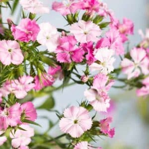 Dianthus Sweet William