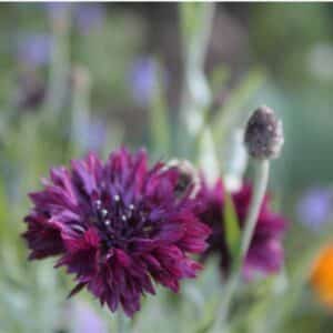 Cornflower Black Ball