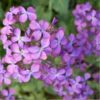honesty-seeds-15