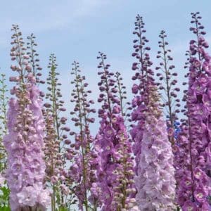 Larkspur
