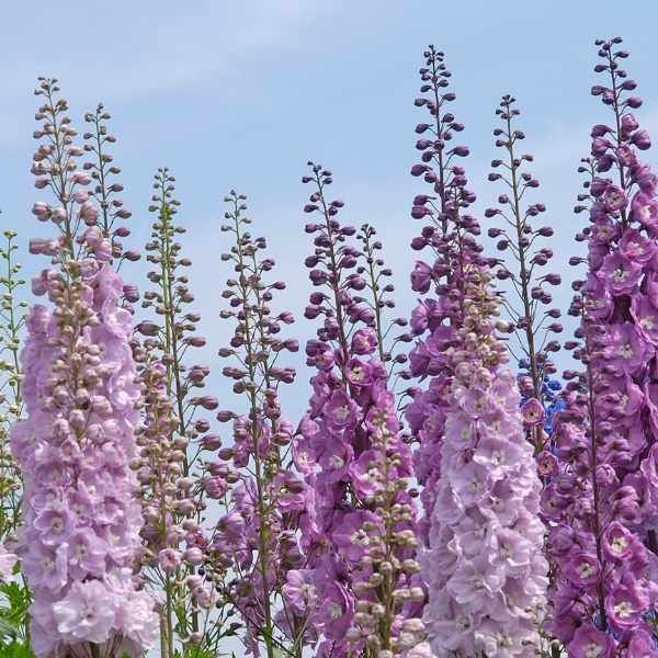 larkspur-imperial-seeds larkspur-imperial-seeds