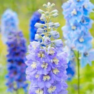 Larkspur Imperial Mix