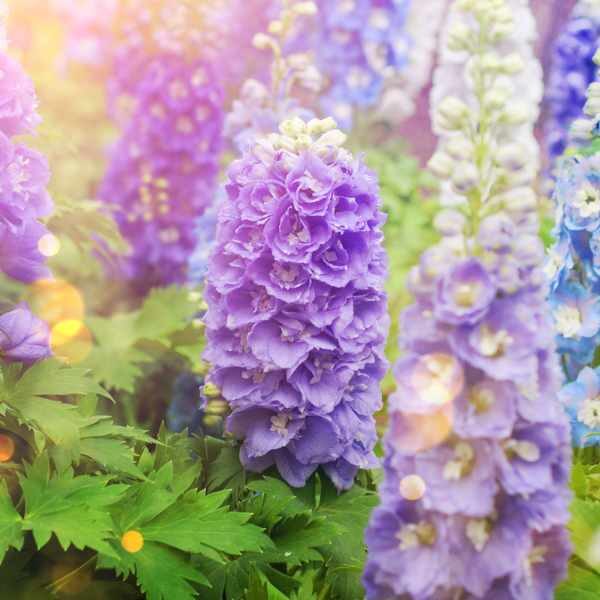 larkspur-seeds4 larkspur-seeds4