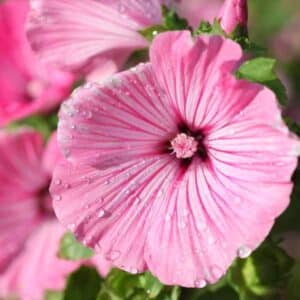 Lavatera