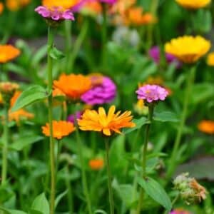 Marigold
