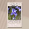 native-iris-front-2