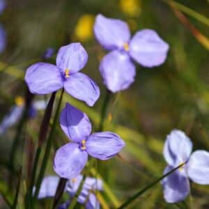 Native Iris