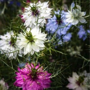 Nigella Persian Jewels
