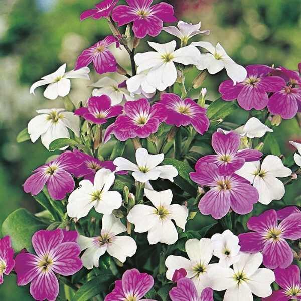 stock-virginia-mix-seeds stock-virginia-mix-seeds