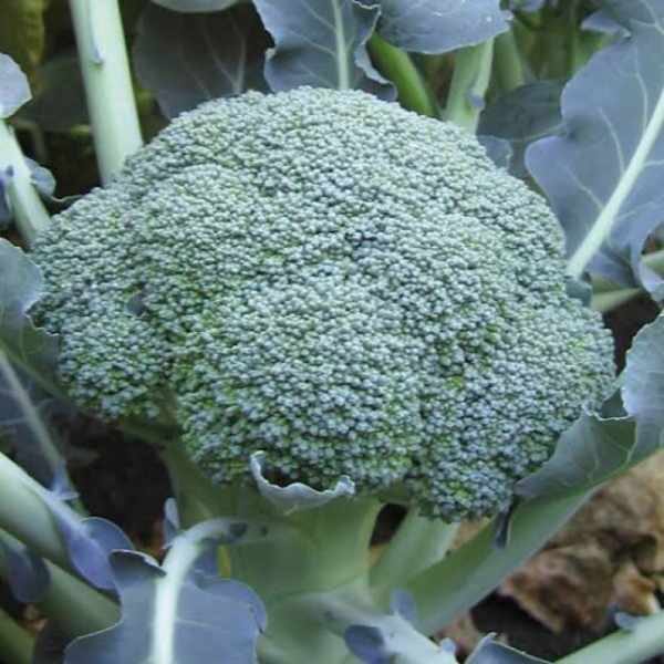 broccoli-di-ciccio-early-seeds broccoli-di-ciccio-early-seeds