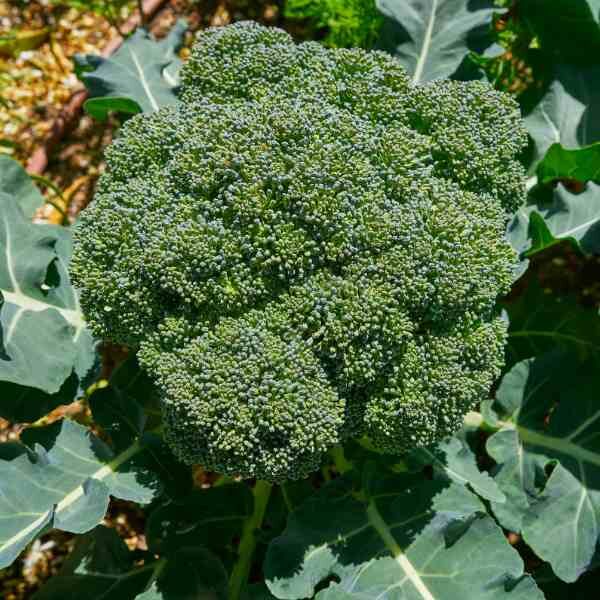 broccoli-di-cicco-early-seeds-2 broccoli-di-cicco-early-seeds-2