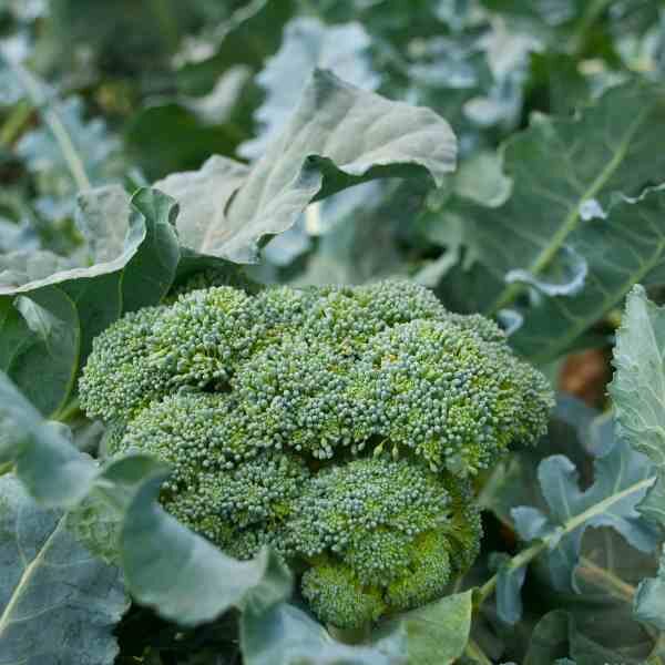 broccoli-di-cicco-early-seeds-4 broccoli-di-cicco-early-seeds-4