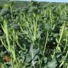 broccolini-seeds-1