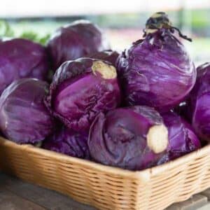 Cabbage Red Acre
