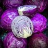 cabbage-red-acre-seeds=1