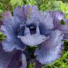 cabbage-red-acre-seeds=5