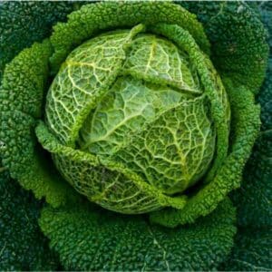 Cabbage