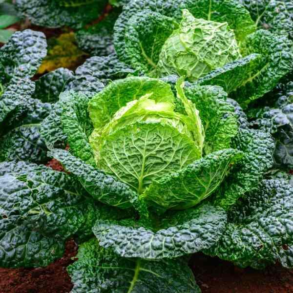 cabbage-vertus-savoy-seeds-3 cabbage-vertus-savoy-seeds-3